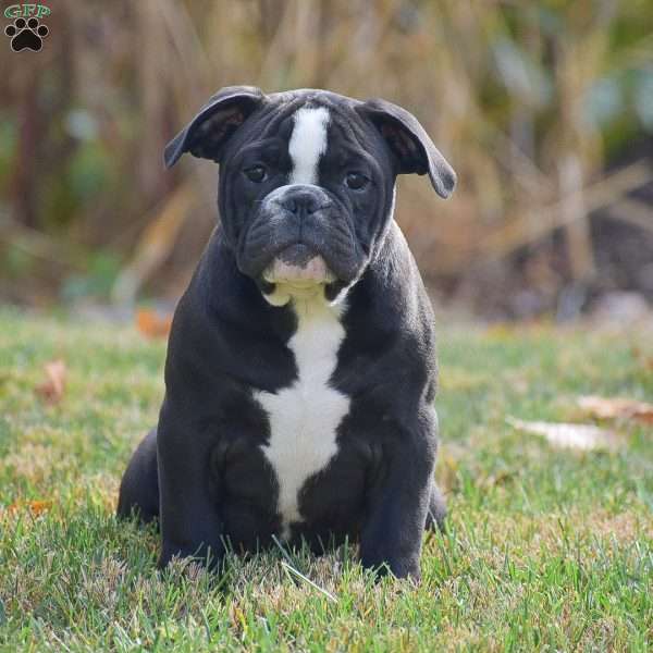 Dolly, Olde English Bulldogge Puppy