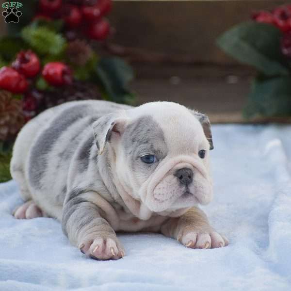 Molly, English Bulldog Puppy