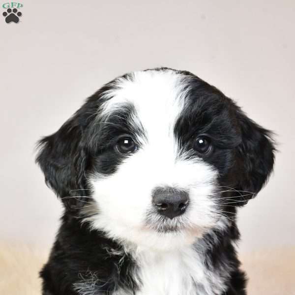 Jade, Mini Aussiedoodle Puppy