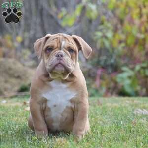 Danny, Olde English Bulldogge Puppy