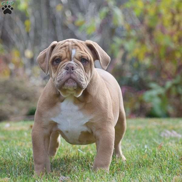 Danny, Olde English Bulldogge Puppy