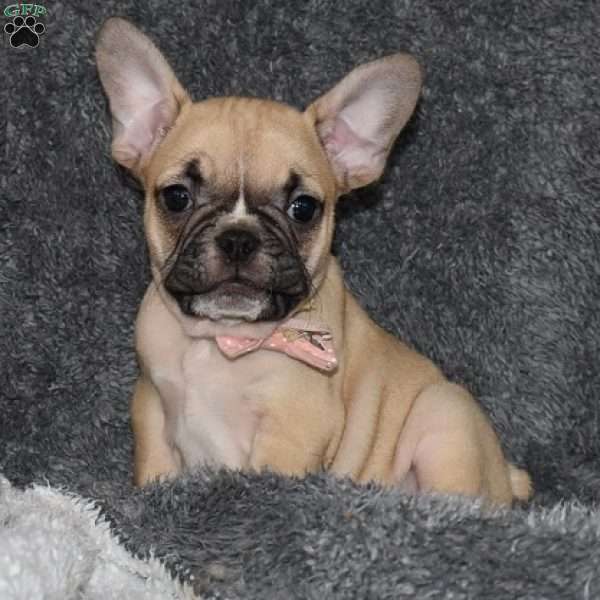 Ivory, French Bulldog Mix Puppy