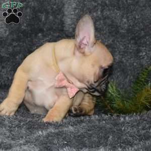 Ivory, French Bulldog Mix Puppy