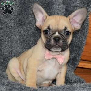 Ivory, French Bulldog Mix Puppy