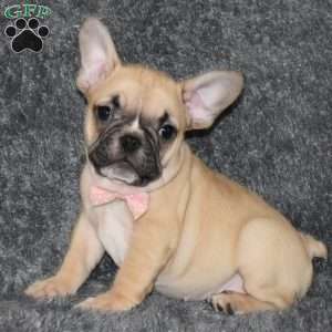 Ivory, French Bulldog Mix Puppy