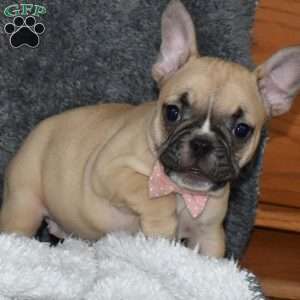 Ivory, French Bulldog Mix Puppy