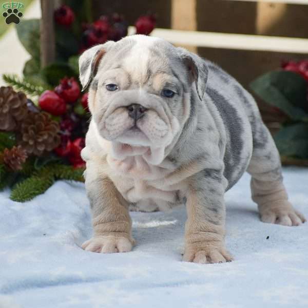 Mason, English Bulldog Puppy