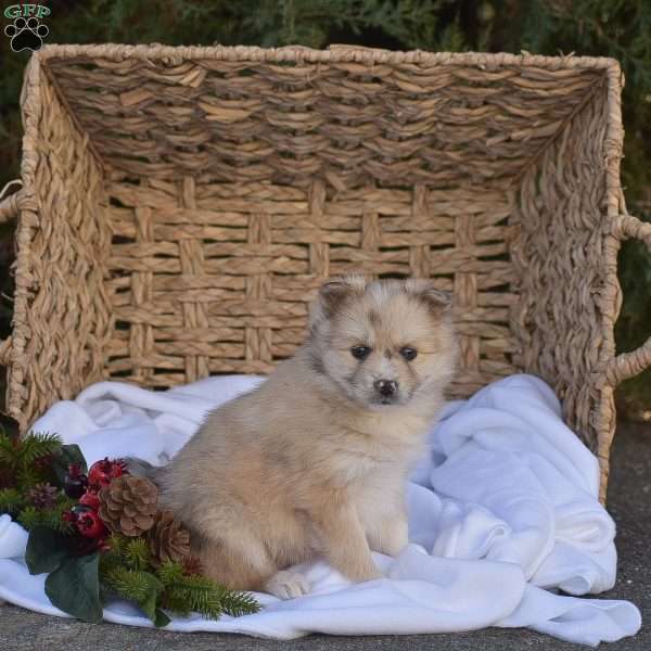 Brianna, Pomsky Puppy