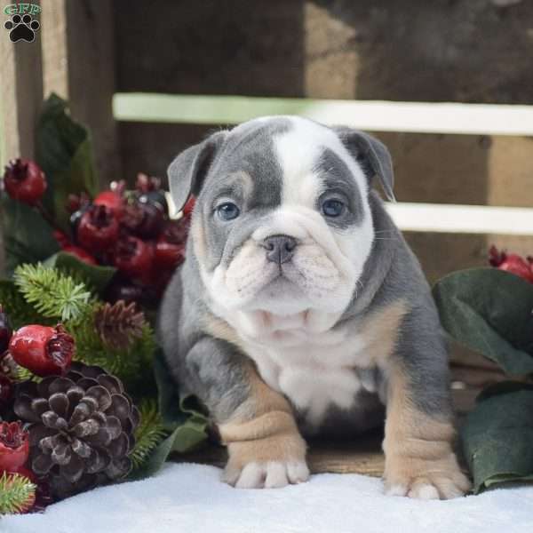 Melody, English Bulldog Puppy