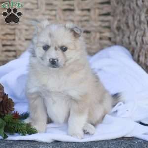 Brianna, Pomsky Puppy