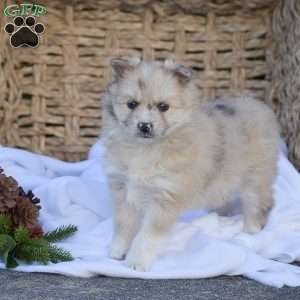 Brianna, Pomsky Puppy