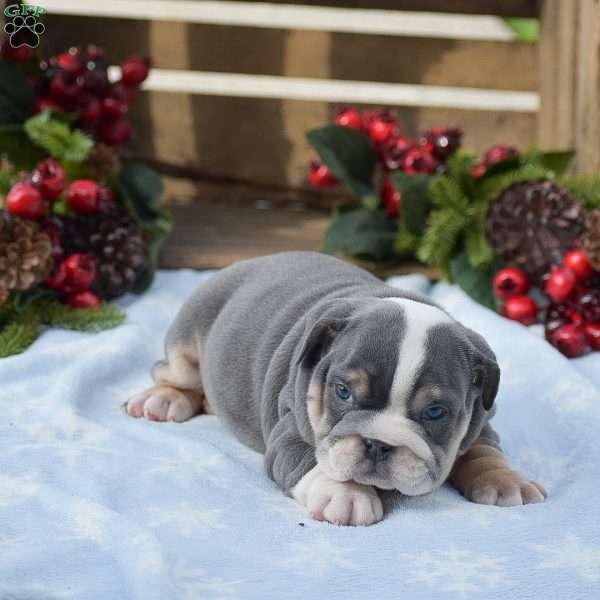 Maverick, English Bulldog Puppy