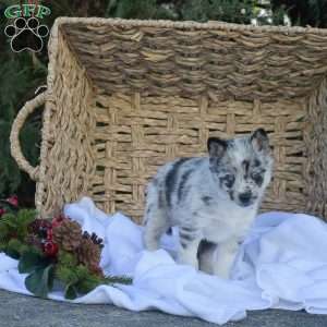 Ben, Pomsky Puppy