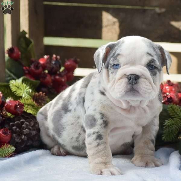 Maddox, English Bulldog Puppy