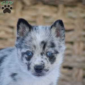 Ben, Pomsky Puppy