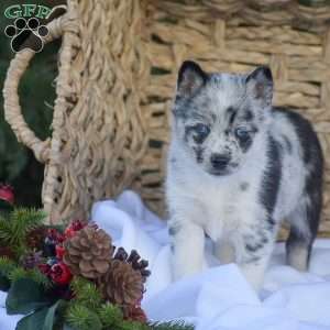 Ben, Pomsky Puppy