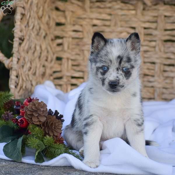 Ben, Pomsky Puppy