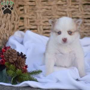 Brody, Pomsky Puppy