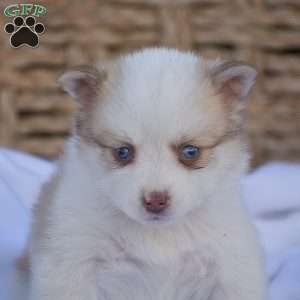 Brody, Pomsky Puppy