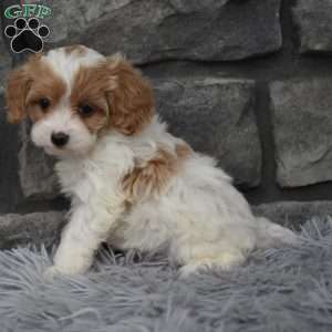 Callie, Cavapoo Puppy