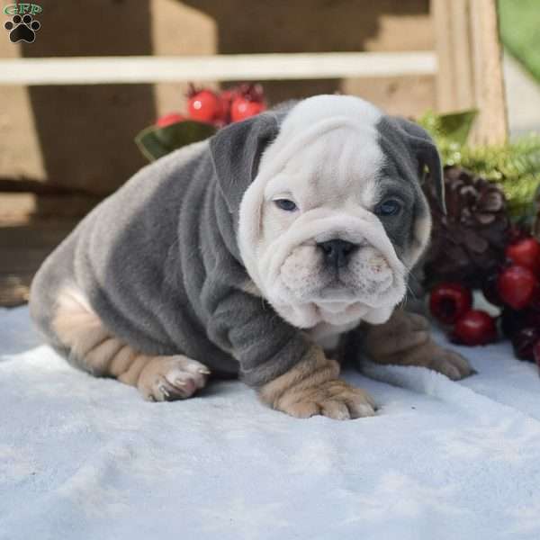 Mario, English Bulldog Puppy