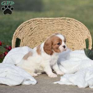 Abigail, Cavalier King Charles Spaniel Puppy