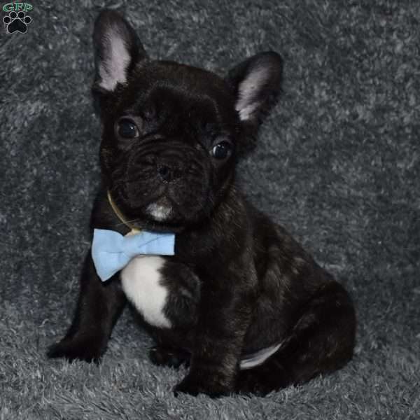 Otto, French Bulldog Mix Puppy