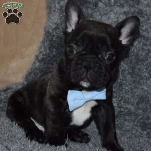 Otto, French Bulldog Mix Puppy