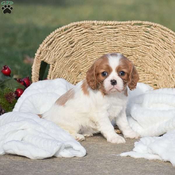 Abigail, Cavalier King Charles Spaniel Puppy