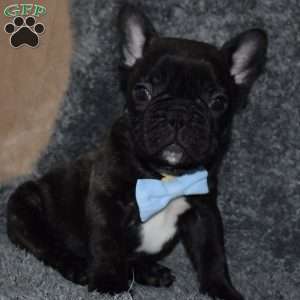 Otto, French Bulldog Mix Puppy