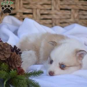 Brody, Pomsky Puppy