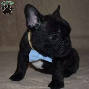 Otto, French Bulldog Mix Puppy