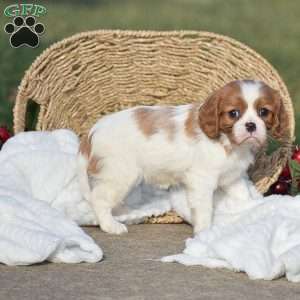 Abigail, Cavalier King Charles Spaniel Puppy