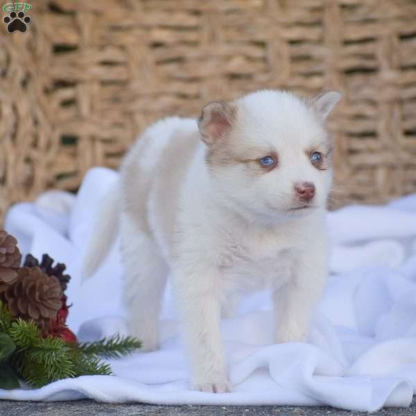 Brody, Pomsky Puppy