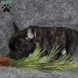 Otto, French Bulldog Mix Puppy