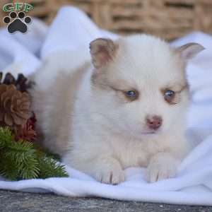 Brody, Pomsky Puppy