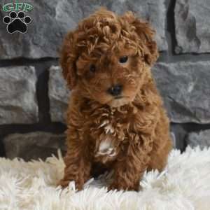 Reese, Toy Poodle Puppy