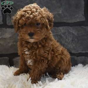 Reese, Toy Poodle Puppy