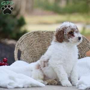 Addison, Mini Goldendoodle Puppy