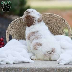 Addison, Mini Goldendoodle Puppy