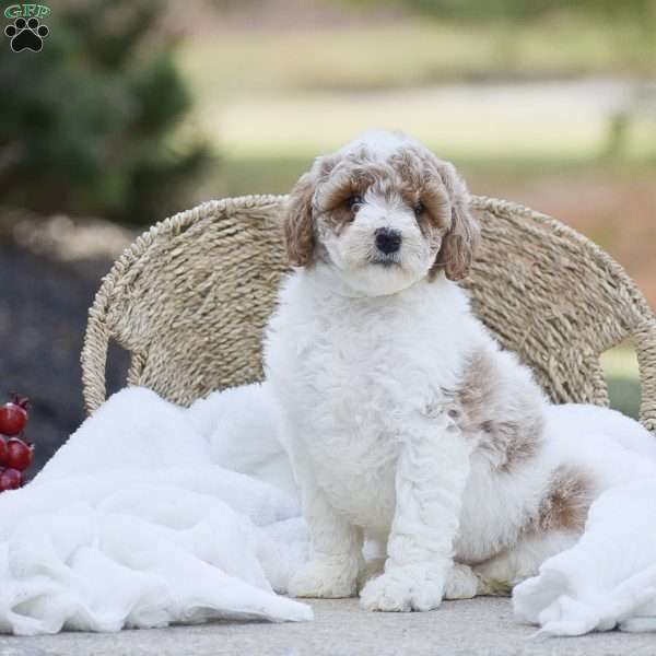 Addison, Mini Goldendoodle Puppy