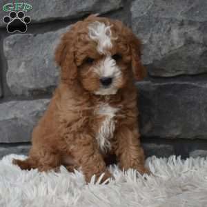 Ace, Cavapoo Puppy