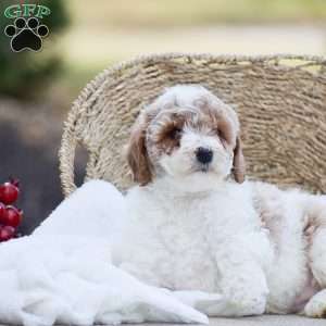 Addison, Mini Goldendoodle Puppy