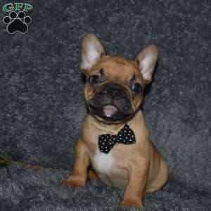 Oscar, French Bulldog Mix Puppy