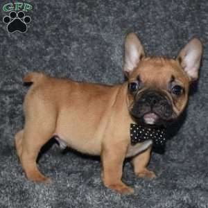 Oscar, French Bulldog Mix Puppy