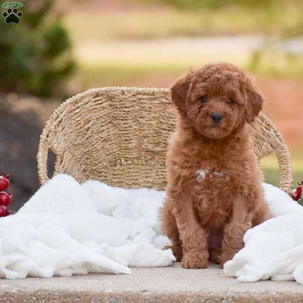 Ashley, Mini Goldendoodle Puppy