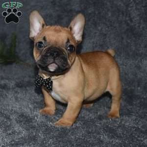 Oscar, French Bulldog Mix Puppy