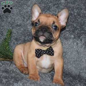 Oscar, French Bulldog Mix Puppy