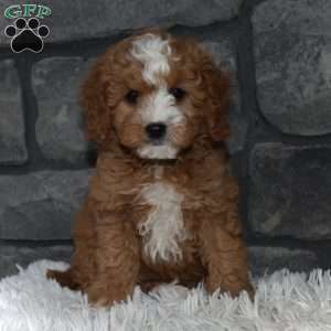 Ace, Cavapoo Puppy