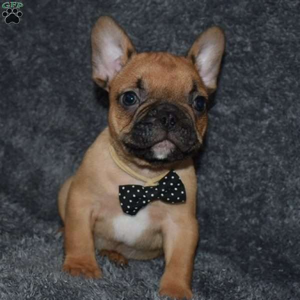 Oscar, French Bulldog Mix Puppy